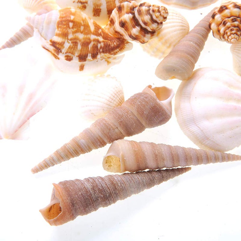 PowerTRC Mixed Beach Sea Shells for Ocean Theme Parties and Weddings Decoration | Vase, Fountain & Fish Tank Filler Various Sizes 1â€-2.5â€ | Approx.100 Sea Shells - Image 5